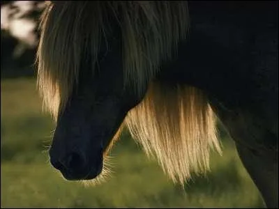 Quel est le nom de ce poney ?