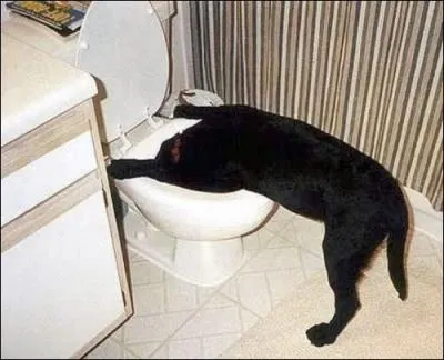 Quel roi de France est mort en glissant sur des excrments humains ?