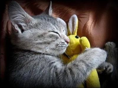 C'est un jouet-animal de compagnie dont la fonction premire est de rassurer les tout jeunes enfants !