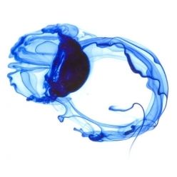 Quiz Sciences