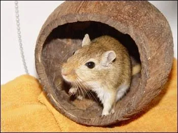 De qui la gerbille est-elle la cousine ?