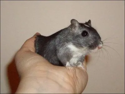 Est-il conseill de tenir une gerbille par la queue ?