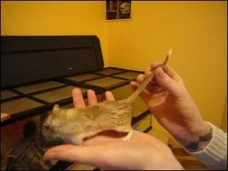 Si vous avez rpondu non, pourquoi ?