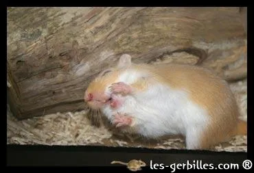 Une gerbille qui passe son temps  creuser le sol dans son coin, cel signifie ...