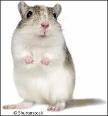 La gerbille est-elle agressive envers l'homme ?