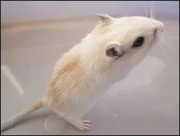 Comment est appele la couleur de cette gerbille ?