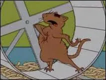 Quelle longueur de vie la gerbille peut-elle esprer en moyenne ?