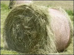 Quelle influence peut avoir le foin sur la gerbille ?