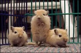 Comment nat la gerbille ?