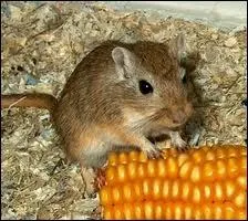 Que peut signifier le tapement de pied d'une gerbille ?