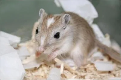 Comment est aussi appele la gerbille ?