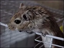 Combien d'espces de gerbilles existe-t-il ?