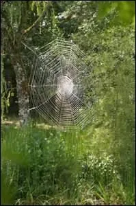 Elle attira ma pense sur moi-mme, et je me vis vtu d'un petit habit brun de forme ancienne, entirement tiss  l'aiguille de fils (... ) comme ceux des toiles d'araignes.