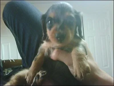 Quel est le nom de son chien ?