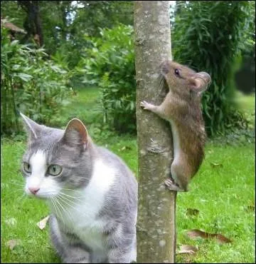 Jouer au chat et  la souris... .