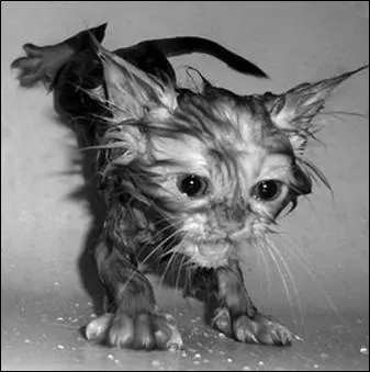 Chat chaud craint l'eau froide ... .