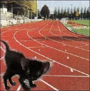 Courir comme un chat maigre ... .