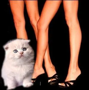 Jeter le chat aux jambes de quelqu'un ... .