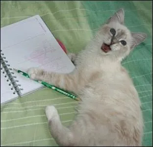 Ecrire comme un chat... .