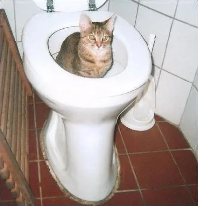 Faire une toilette de chat... .