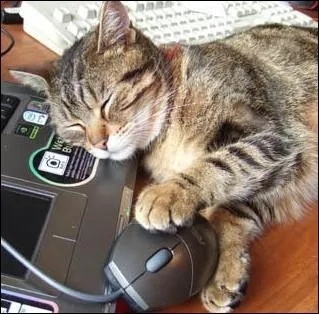 Ne rveillez pas le chat qui dort... .