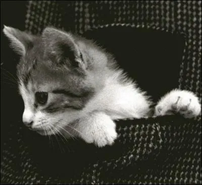 Acheter chat en poche ... .
