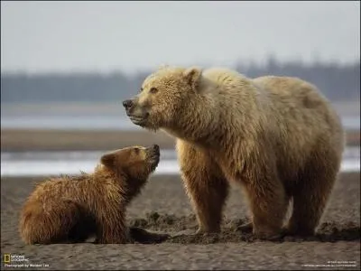 Le grizzli marque son territoire d'une certaine faon !