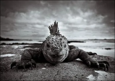 De face, cet animal peut vous sembler bizarre, pourtant il s'agit bien ...