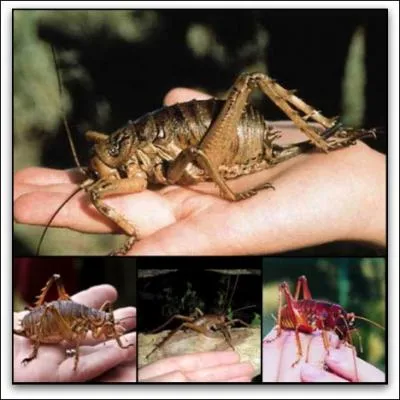 C'est un grand orthoptre d'Ocanie, l'un des plus gros insectes du monde !