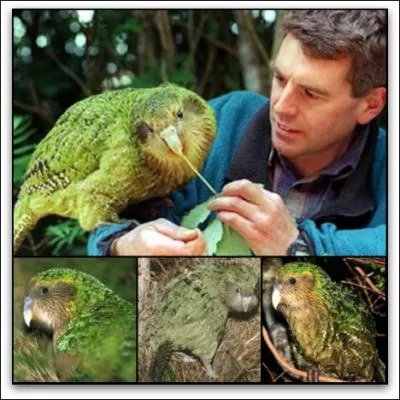 Endmique de la Nouvelle-Zlande, le kakapo ou perroquet-hibou, a une tonnante particularit !