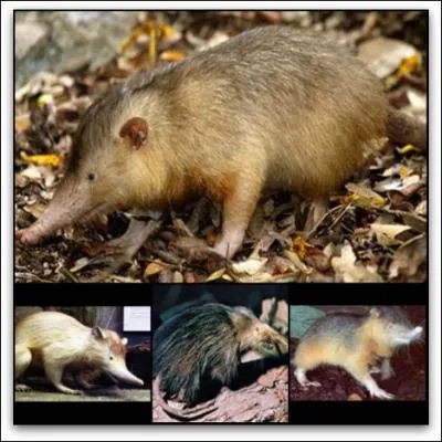 Petit mammifre des Antilles, dont la salive contient du venin, on ignore s'il en existe encore !