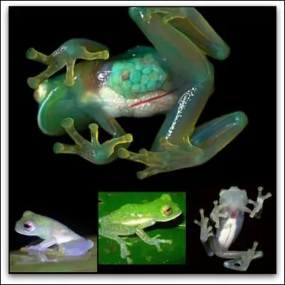 Un vritable petit bijou transparent des jungles d'Amrique du Sud et Centrale !