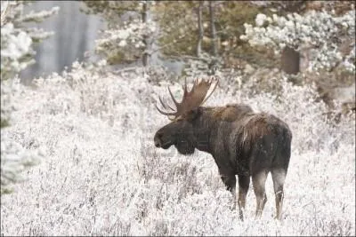 Nos amis qubcois l'appellent  orignal , pour nous il est simplement ...