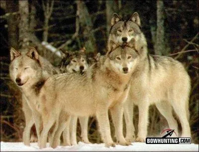 C'est une chanson qui a un rapport avec l'ancienne appellation de cet animal !