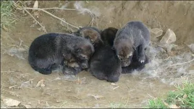 Combien de jours doit patienter un louveteau avant d'ouvrir les yeux ?