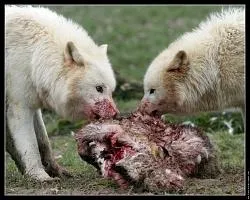 Combien de kilos de viande un loup peut-il avaler par jour ?