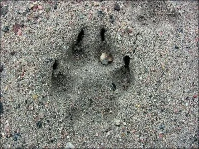 Est-ce que les griffes du loup sont rtractables ?