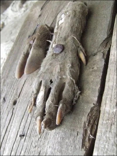 Pourquoi clouait-on autrefois les pattes avant des loups sur la porte des maisons ?