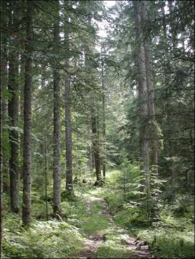 De quelle couleur est le loup des forts borales ?