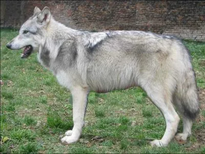 Quels sont les poils qui composent la fourrure du loup ?