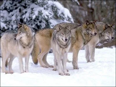 Quel type de vie ont les loups ?