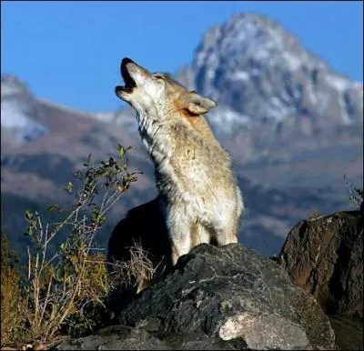 Pourquoi les loups hurlent-ils ?