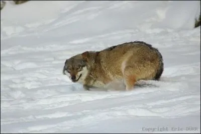 Dans quel tat est un loup qui rentre sa queue entre ses jambes et s'aplatit au sol ?