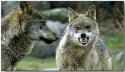 Pourquoi un loup sort-il la langue ?