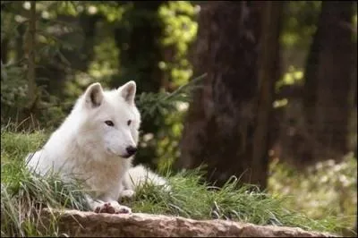 Qu'est-ce qu'un loup bta ?