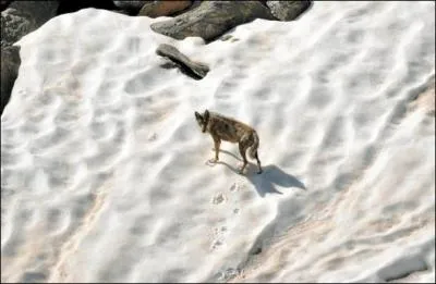 Comment le loup marque-t-il son territoire ?