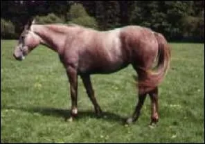 Quelle est sa robe ?