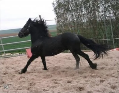 Quelle est sa robe ?