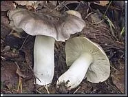 Tricholoma portentosum.