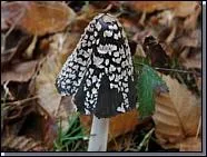Coprinus picaceus.